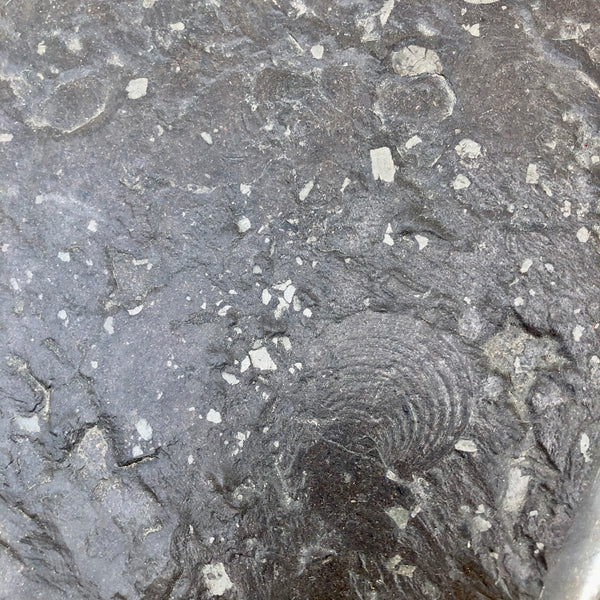Mid century Brutalist fossil coffee table by Draenert